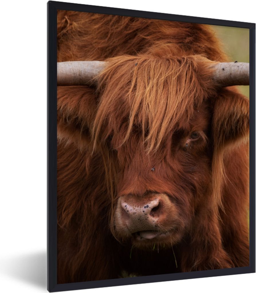 MuchoWow Gerahmtes Poster Schottischer Highlander - Orange - Tiere 60x80 cm - Poster mit Schwarzem Bilderrahmen Wandposter Rahmen Foto Bilder - P...