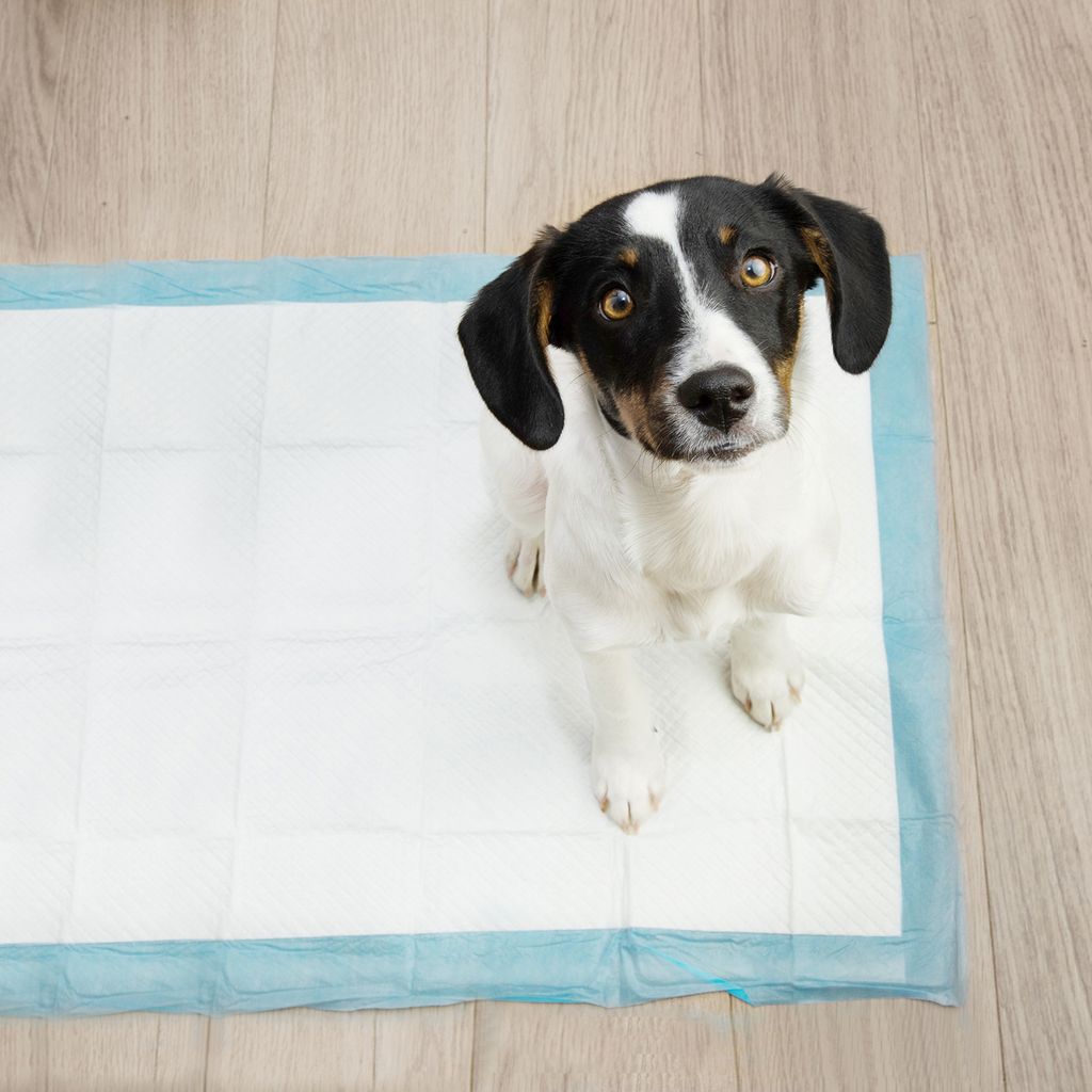 Purlov 21599 Tréningové absorpčné podložky pre psov 60 x 40 Obrázok produktu 6
