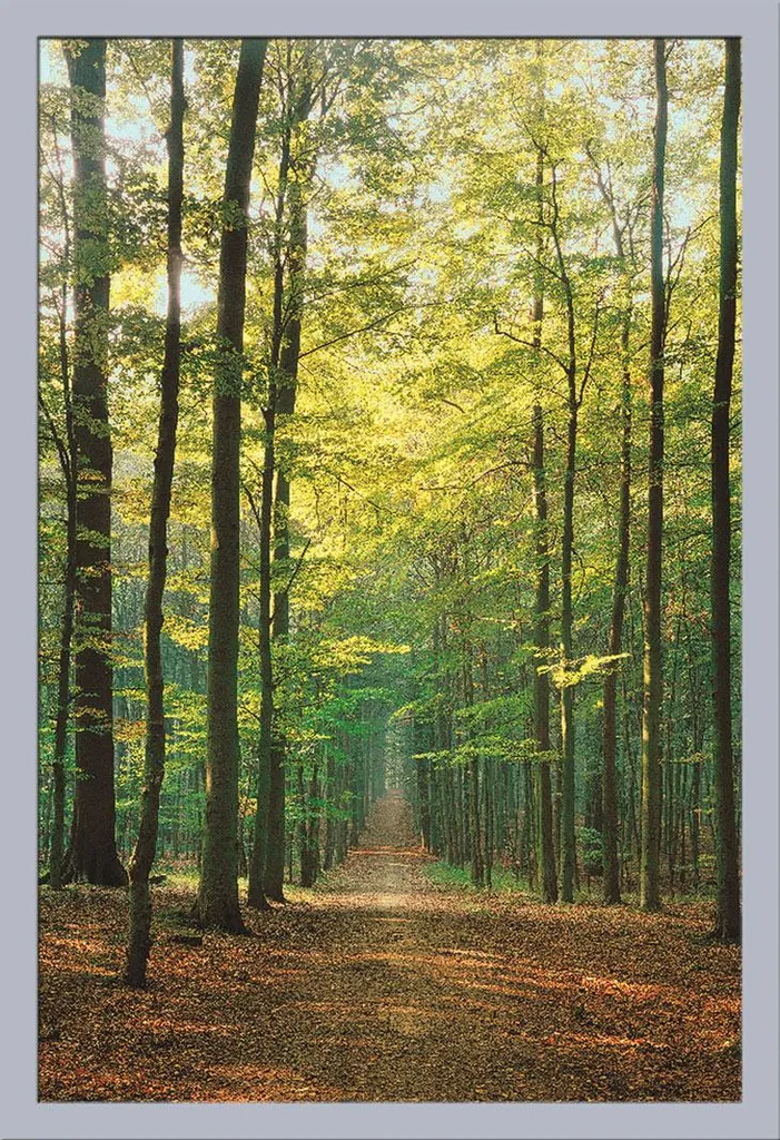 Poster Forêt et Nature pour salon 61x91,5 cm avec cadre argenté chic