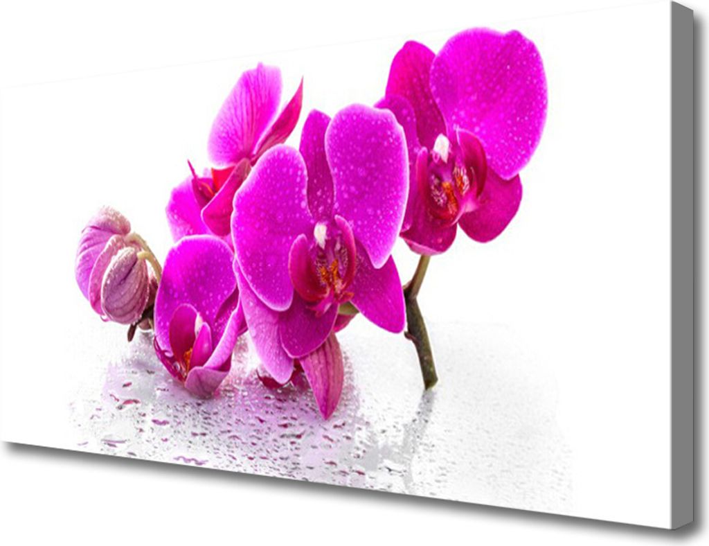 Tulup Leinwand-Bilder 100x50 Wandbild Canvas Kunstdruck Blumen Pflanzen