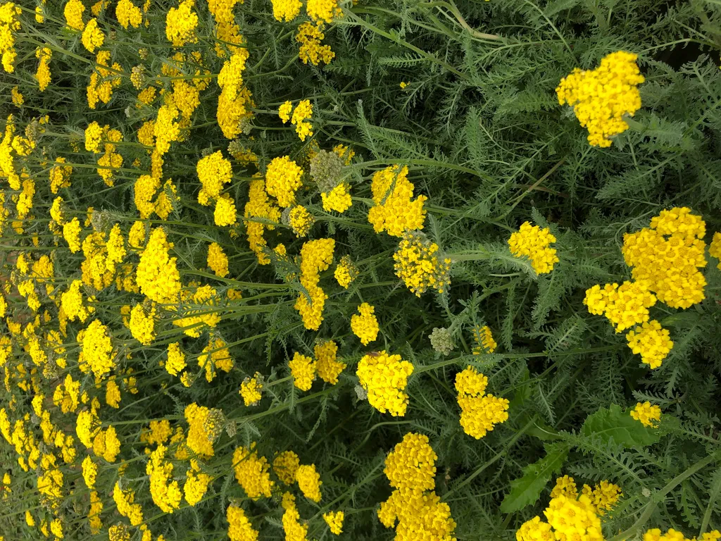 Achillea Little Moonshine pour jardin sec et bordure - Lot de 6