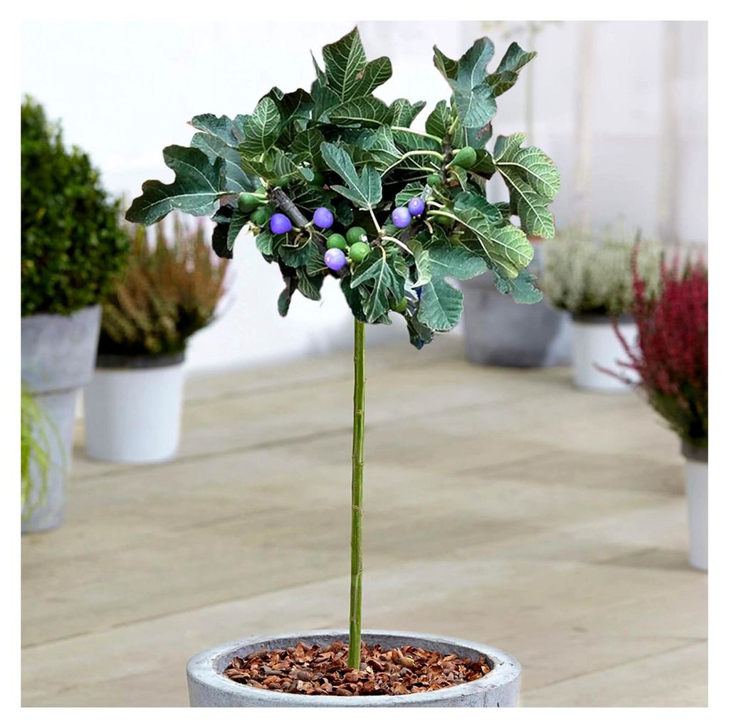 Ficus 'Brown Turkey' Baum | Sommergrün getopfte Feigenbäume für kleine Gärten und Beete (3L, 2-3 Fuß)