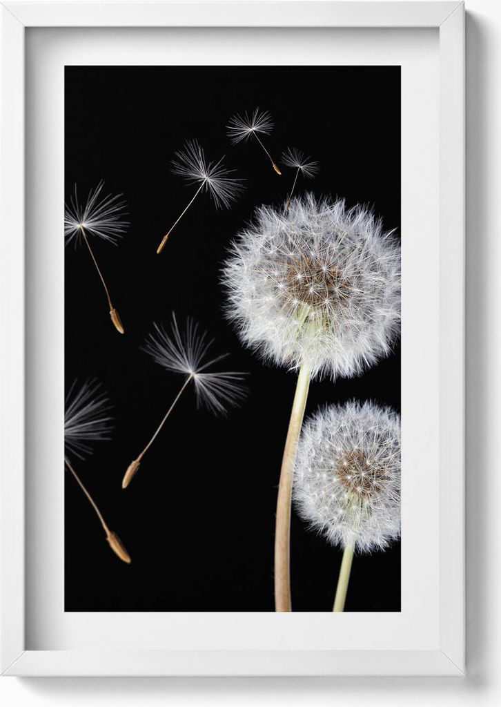 Zwei Pusteblumen– Wandbild mit Rahmen – Gerahmtes Bild – Wanddekoration – 40x60 cm – Weiß