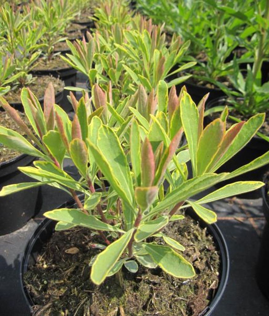 Busch-Wolfsmilch Ascot Rainbow - Euphorbia x martinii - Blattschmuckpflanze