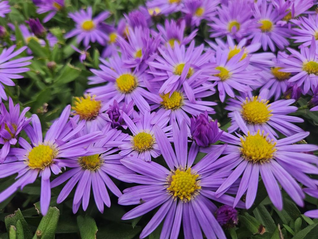 Aster (D) 'Prof. Anton Kippenberg' – Herbstaster – 48 Pflanzen – violette Blüten – Ø9cm – 10–25cm – schmetterlingsfreundlich –...
