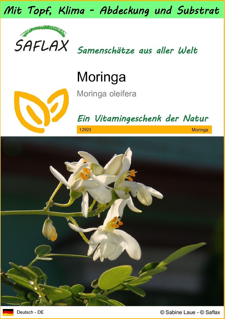 SAFLAX Garden to go - Moringa - Moringa oleifera - 10 Samen - Mit Topf, Klima - Deckel und Anzuchtsubstrat