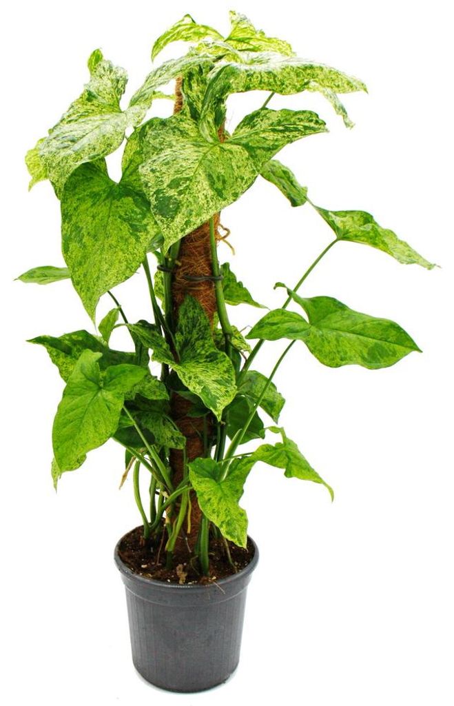 Ungewöhnliche Kletterpflanze auf Moosstamm – Syngonium Produktbild 