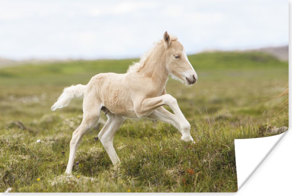 MuchoWow Poster Fohlen - Gras - Natur 180x120 cm - Fotoplakat