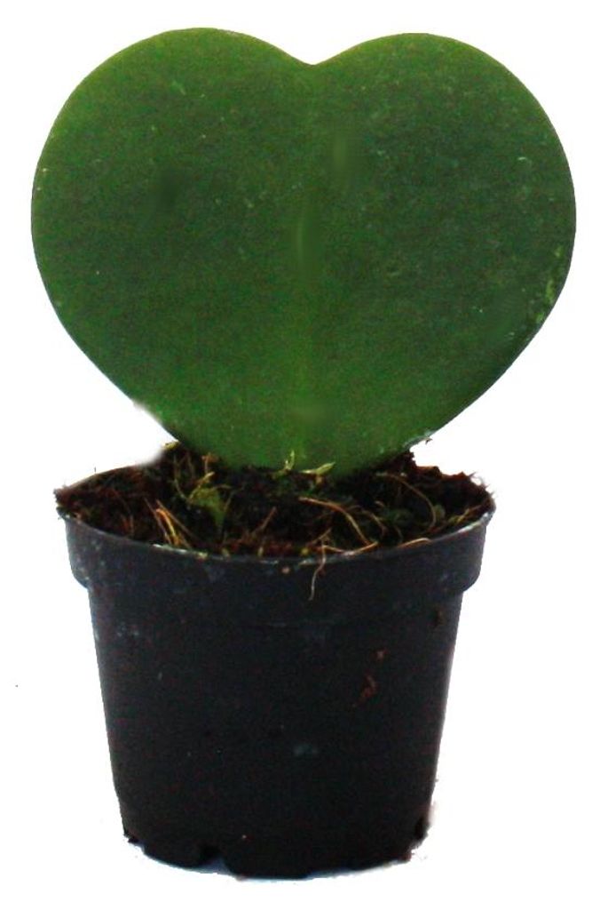 Hoya kerii – srdcová rastlina, srdcová rastlina alebo malá Obrázok produktu 