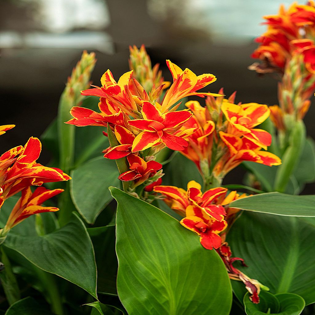 Canna Blüten Knolle Töpfe Garten Kanna Mandarin Orange 1 Produktbild 