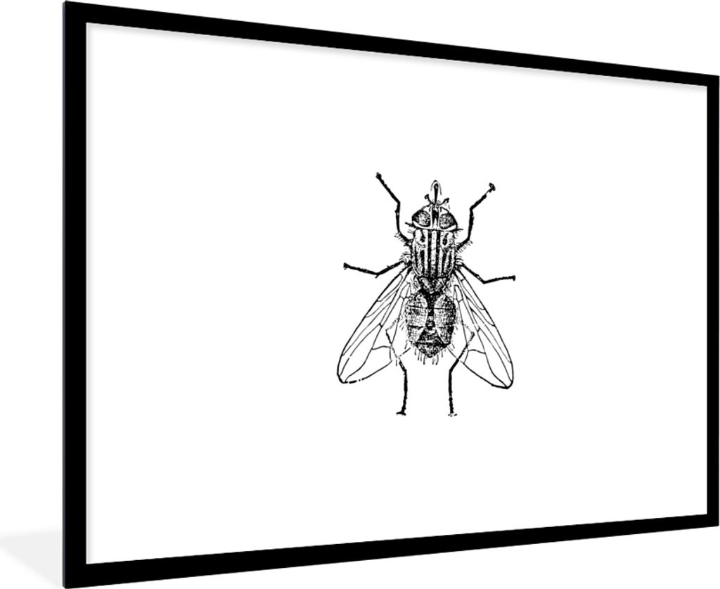 MuchoWow Gerahmtes Poster Fliege - Tiere - Vintage - Schwarz und weiß 90x60 cm - Poster mit Schwarzem Bilderrahmen Wandposter Rahmen Foto Bilder...