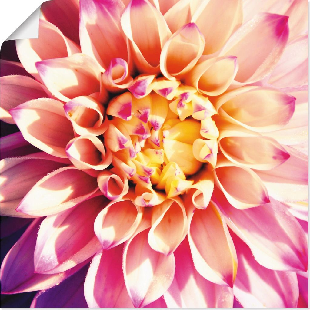 ARTland Poster Dahlie Größe: 70x70 cm Produktbild 
