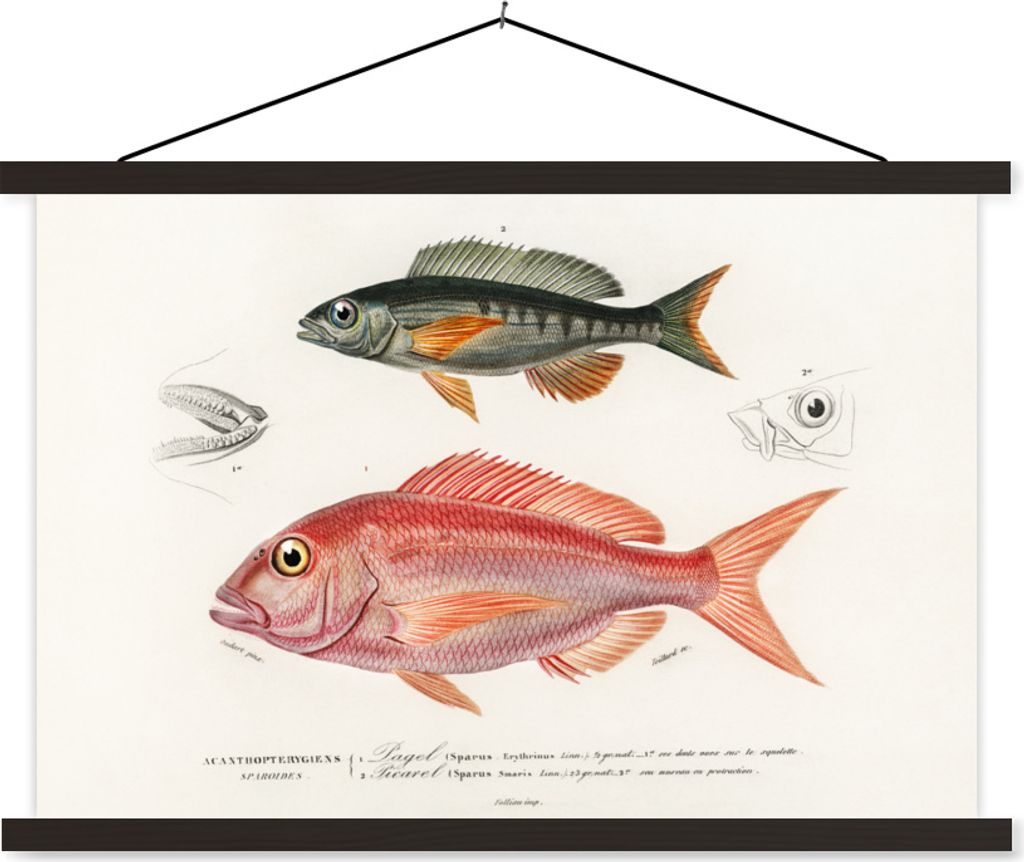 MuchoWow Textilposter Fisch - Vintage - Farbe 150x100 cm mit schwarzem Rahmen - Schlafzimmer
