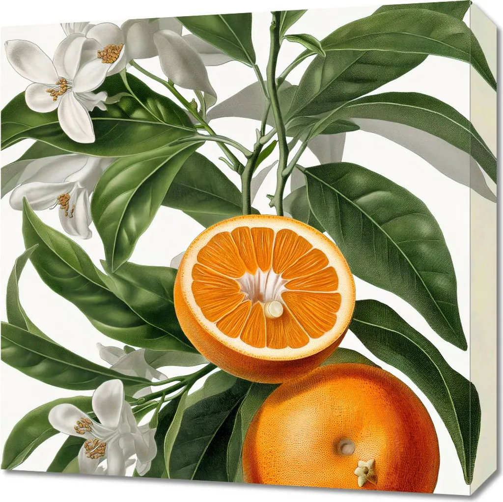 Quadro 50x50cm Maturità dell'arancia - Stampa su Tela d'Arredo Cucina