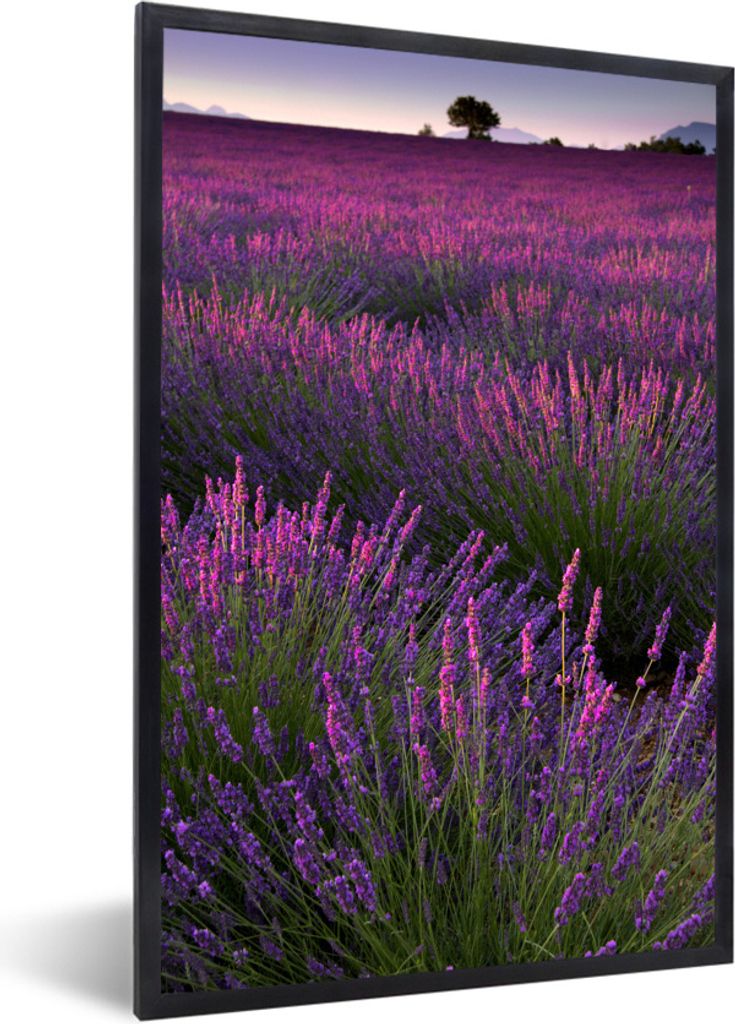 MuchoWow Gerahmtes Poster Lila Lavendelblüten auf einem Feld 60x90 cm - Poster mit Schwarzem Bilderrahmen Wandposter Rahmen Foto Bilder - Kunst