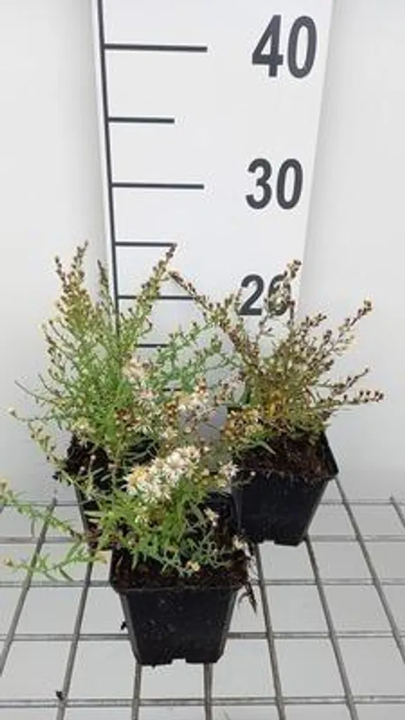 Aster Golden Spray à floraison abondante - Lot de 6 plantes robustes 9cm