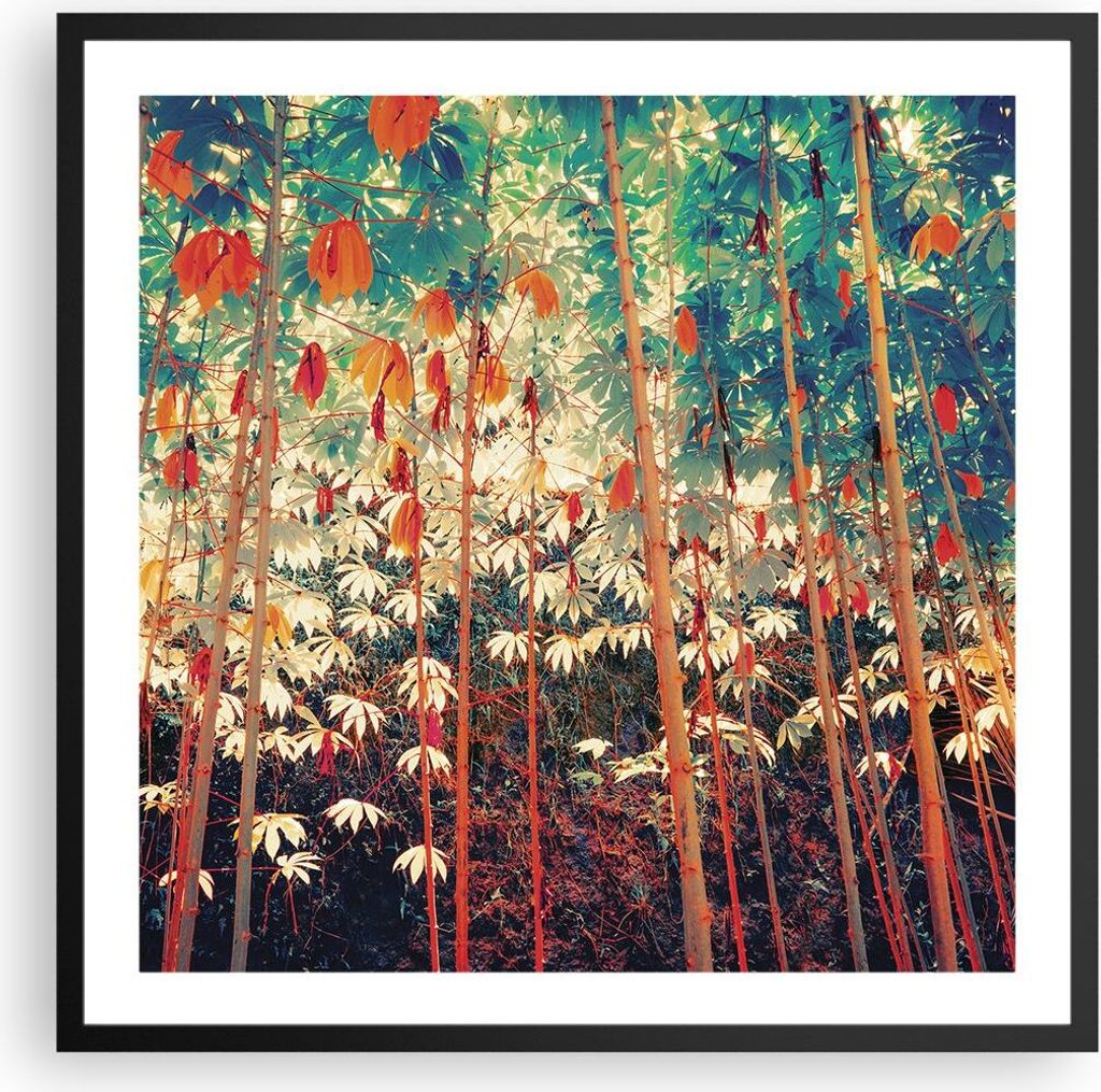 Gerahmtes Poster - Schwarzer Rahmen - Pflanzen tropisch orange - 60x60 cm - Wand Bild - Wanddeko - Wandbilder - Kunstposter - Wandposter - Bilderra...