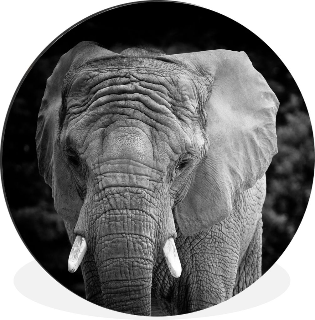 MuchoWow Aluminium Wandkreis Elefant - Afrika - Schwarz - Weiß Ø 30 cm Wanddeko Modern Wohnzimmer - Wand Bild - Wohnzimmer - Runde Bilder - Alu...