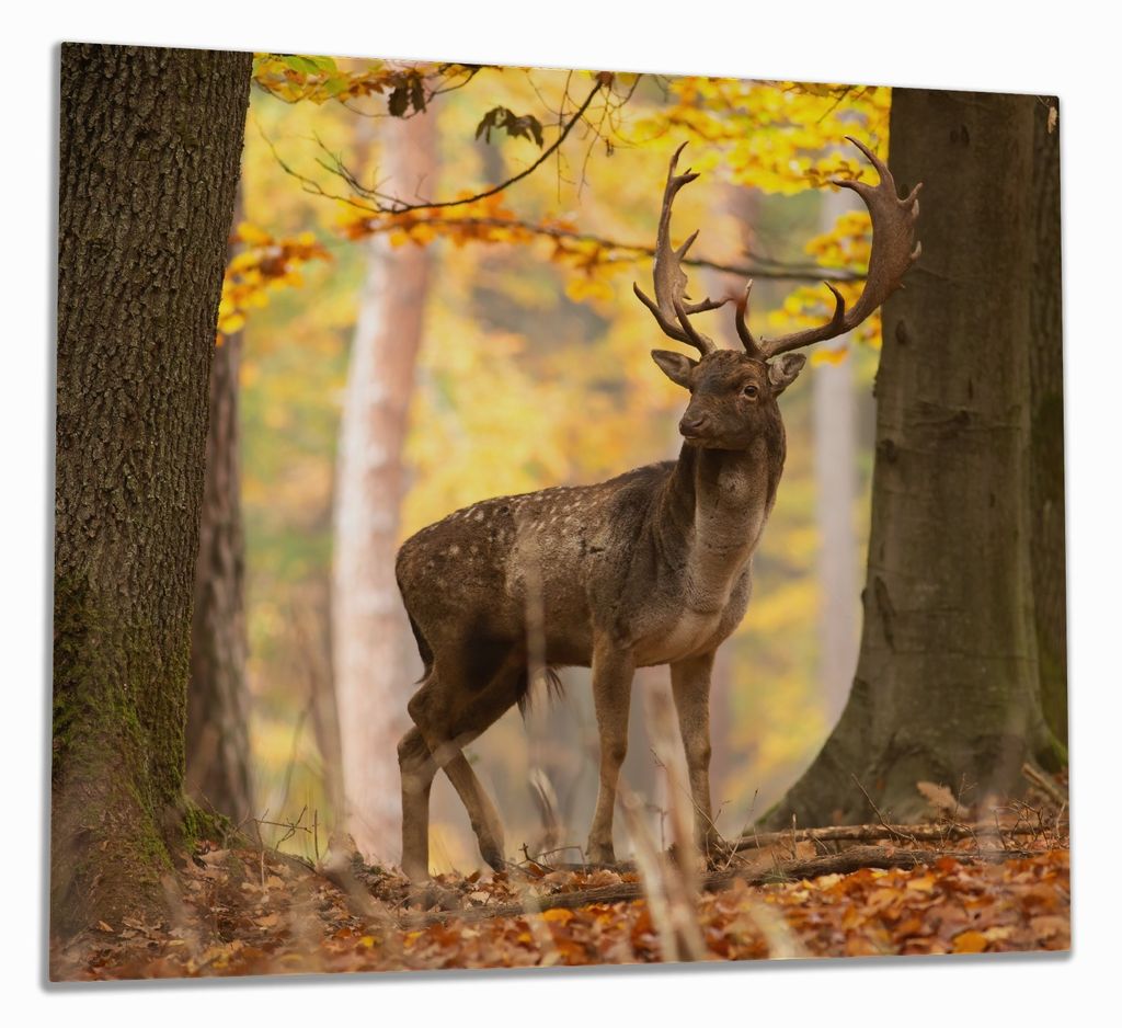Wallario Herdabdeckplatte aus Glas, Größe 60 x 52 cm 1-teilig, Motiv Damhirsch im Herbstwald