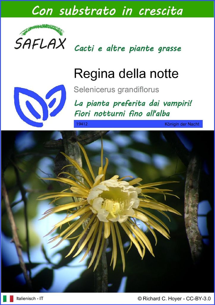 SAFLAX  - Regina della notte - 40 semi - Con substrato - Immagine del prodotto 