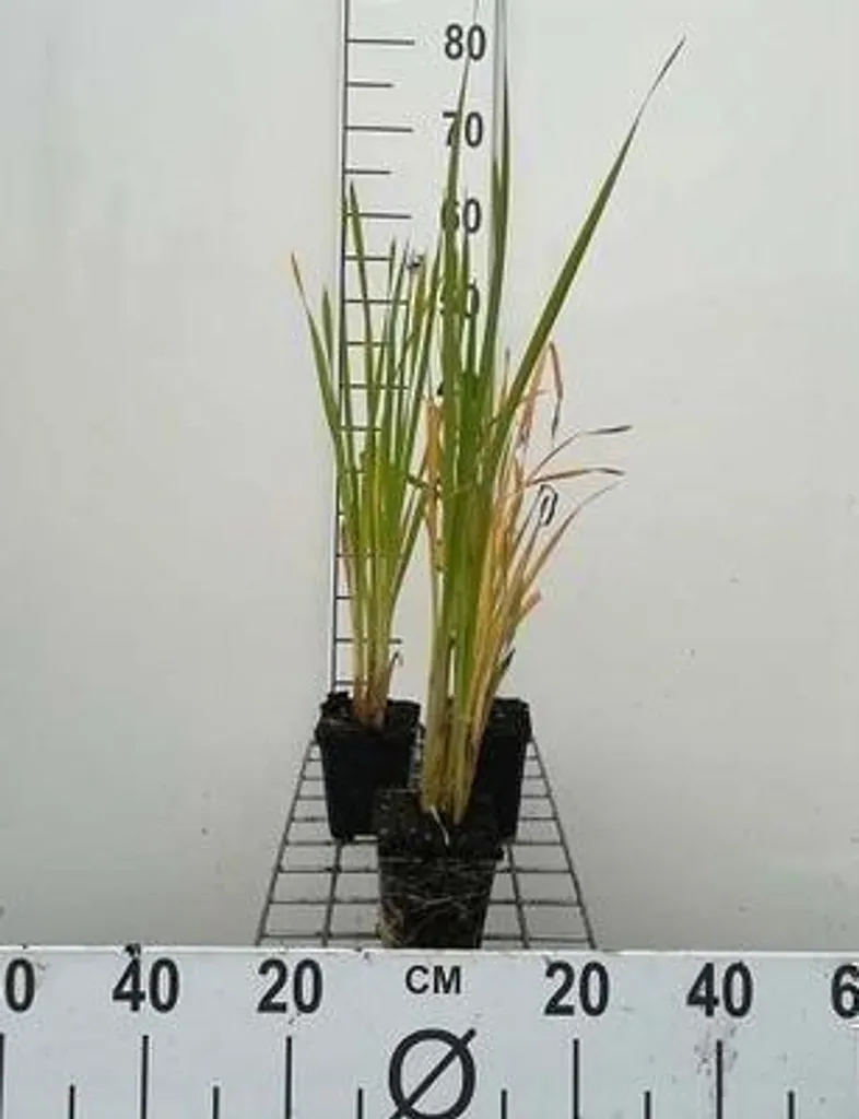 Massette à larges feuilles Typha latifolia plante filtrante rustique