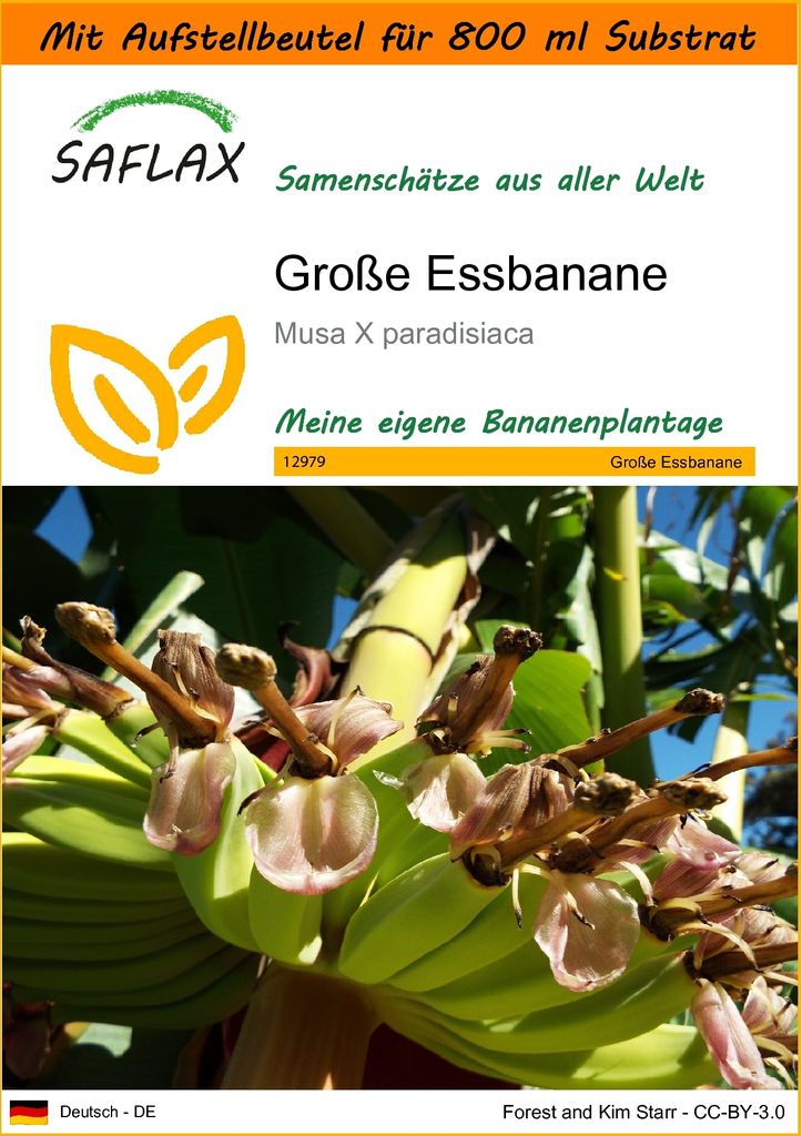 SAFLAX - Garden in the Bag - Große Essbanane - 10 Samen - Mit Anzuchtsubstrat im praktischen, selbst aufstellenden Beutel - Musa X paradisiaca