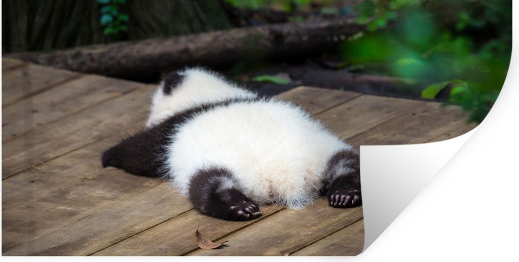 MuchoWow Wandtattoo Wandsticker Wandaufkleber Tier - Panda - Schlafend 120x60 cm Selbstklebend und Repositionierbar - Sticker - Dekorfolie