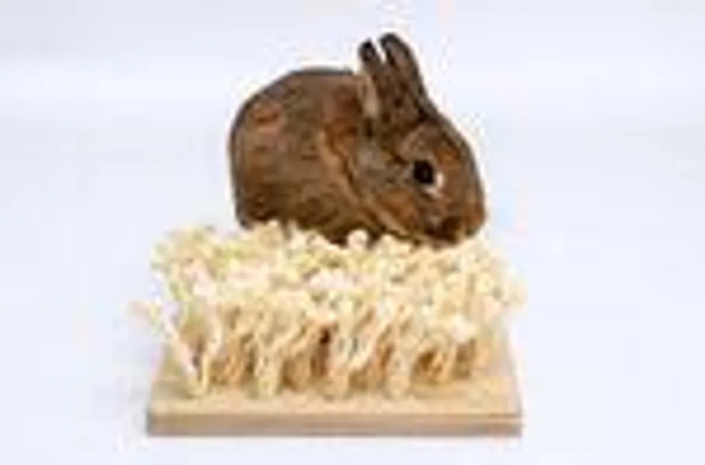 Planche à renifler Bunny : solution contre l'ennui du lapin nain - 2