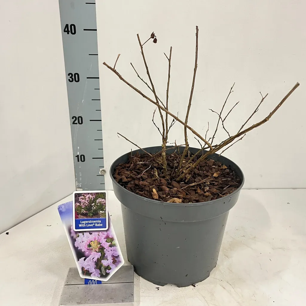 Lagerstroemia With Love Babe compact 50-60cm : solution petit jardin