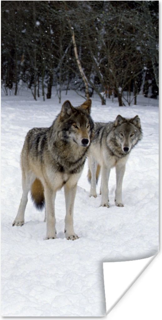 MuchoWow Poster Wolf - Schnee - Kanada 60x120 cm - Wandschmuck