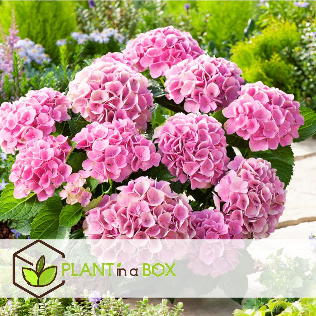Plant in a Box Hydrangea macrophylla 3er Kaufland.de Plant in a Box Hydrangea macrophylla 3er Kaufland.de