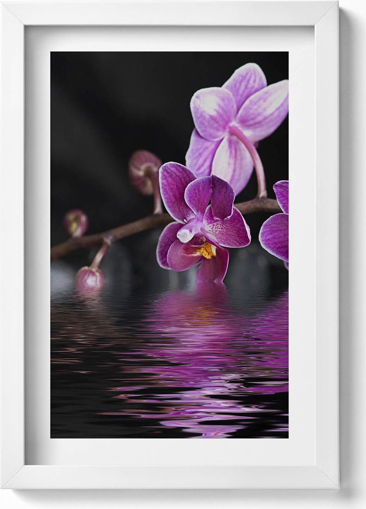 Rosa Orchideenblüte auf dem Wasser– Wandbild mit Rahmen – Gerahmtes Bild – Wanddekoration – 20x30 cm – Weiß