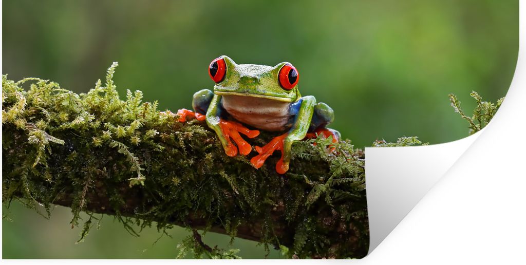 MuchoWow Wandtattoo Wandsticker Wandaufkleber Rotäugiger Quecksilberfrosch auf bewachsenem Ast 80x40 cm Selbstklebend und Repositionierbar - Auf...