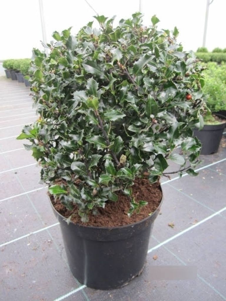 Stechpalme Blue Angel Kugel - Ilex meserveae - Kugel - 35