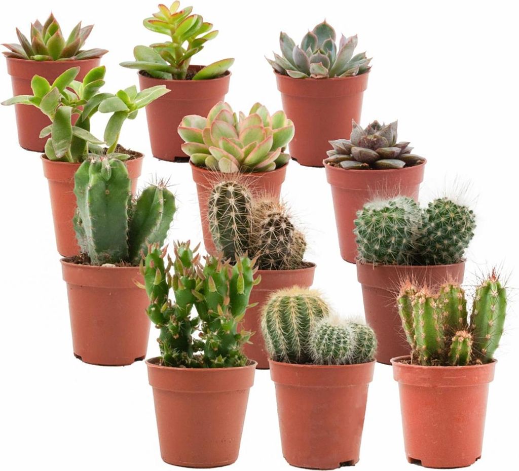 Kakteen & Sukkulenten Mix – 12 Pflanzen – Ø5,5cm – Höhe 5–10cm – Echte Mini Kakteen & Sukkulenten – Pflegeleichte Zimmerpflanzen für...