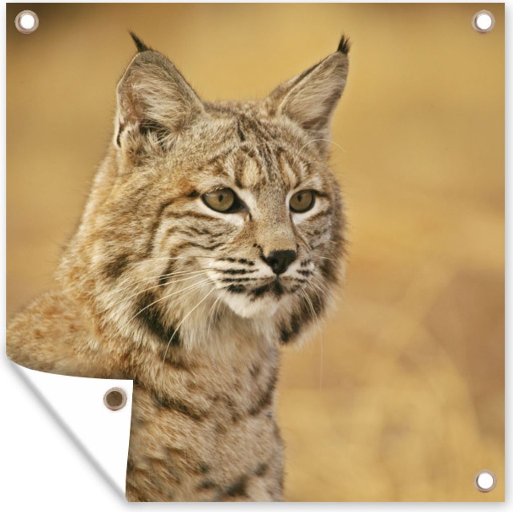 MuchoWow 100x100 cm Outdoor-Poster Gartendeko Sichtschutz Garten Poster für den Garten Luchs - Braun - Gras