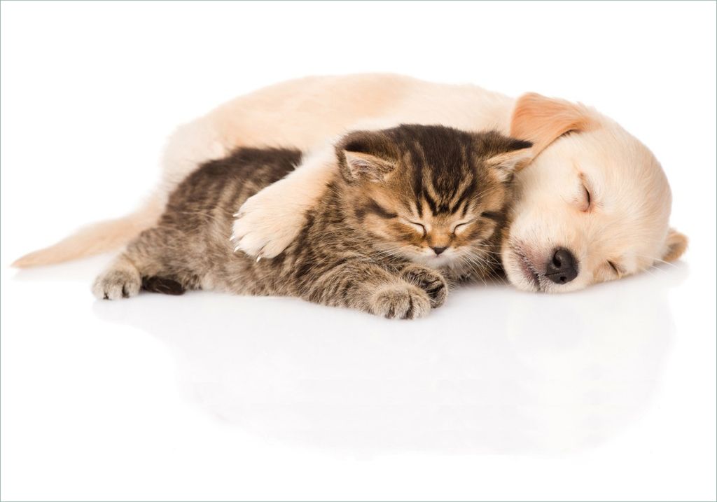 Wallario Poster - Katze und Hund in Harmonie - Kuschelnde Tiere, Kunstdruck Größe: 70 x 100 cm