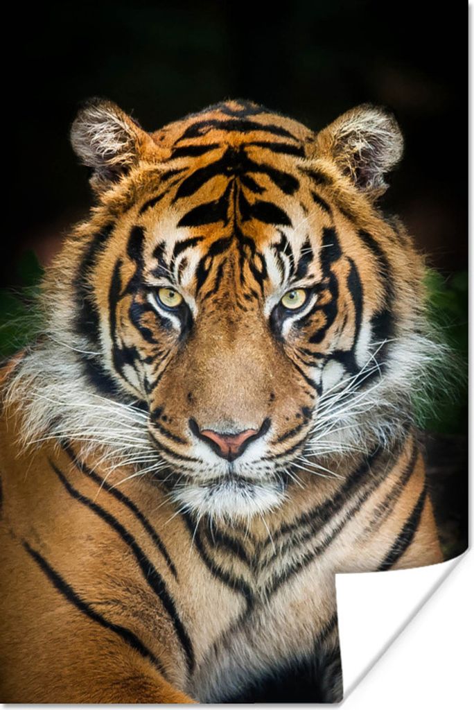 MuchoWow Poster Tiger - Liegend - Schwarz 20x30 cm - Papierdruck