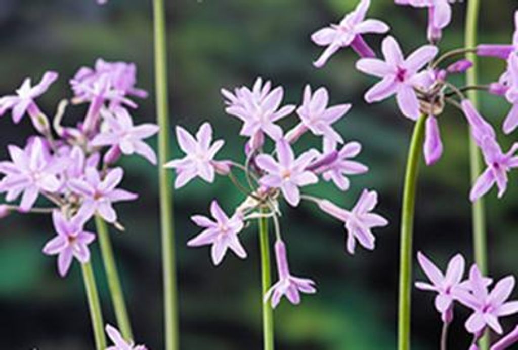 6 x Tulbaghia violacea - Aglio da interno - vaso 9 x 9 cm Immagine del prodotto 