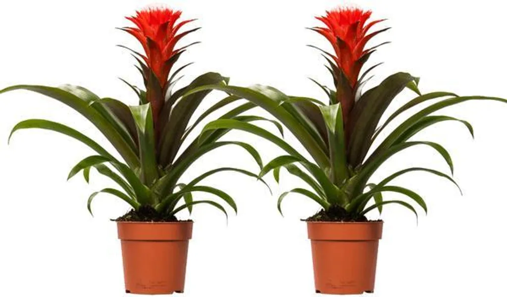 Plante tropicale Bromélia jaune et rouge - Lot de 2 Guzmanias de 40cm