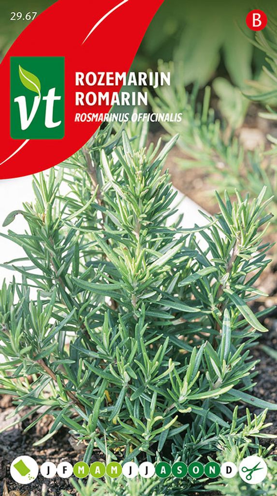 Semienka rozmarínu - približne 0,2 gr | VT_2967 Obrázok produktu 