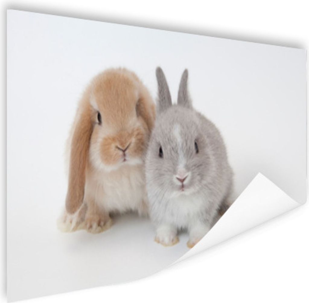 MuchoWow Poster Kaninchen - Fell - Weiß 180x120 cm - Fotoplakat