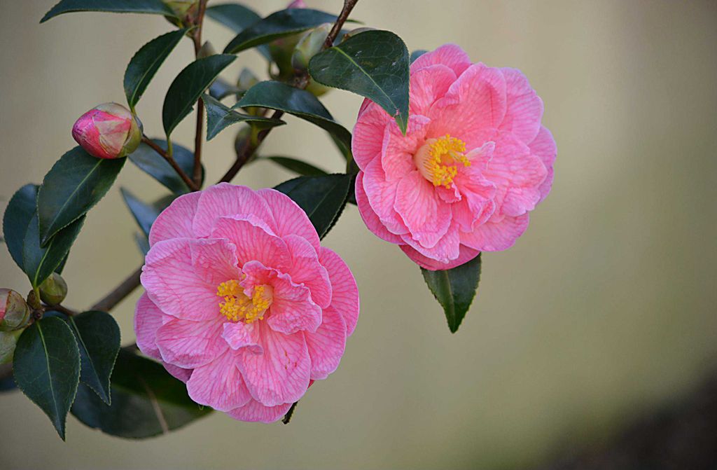 hansepuzzle 15913 - Rosa Blüte Puzzle, 500 Teile, Natur, 46,0 x 30,0cm mit hochwertiger Aufbewahrung, Kartonbox und wiederverschließbarem Beutel