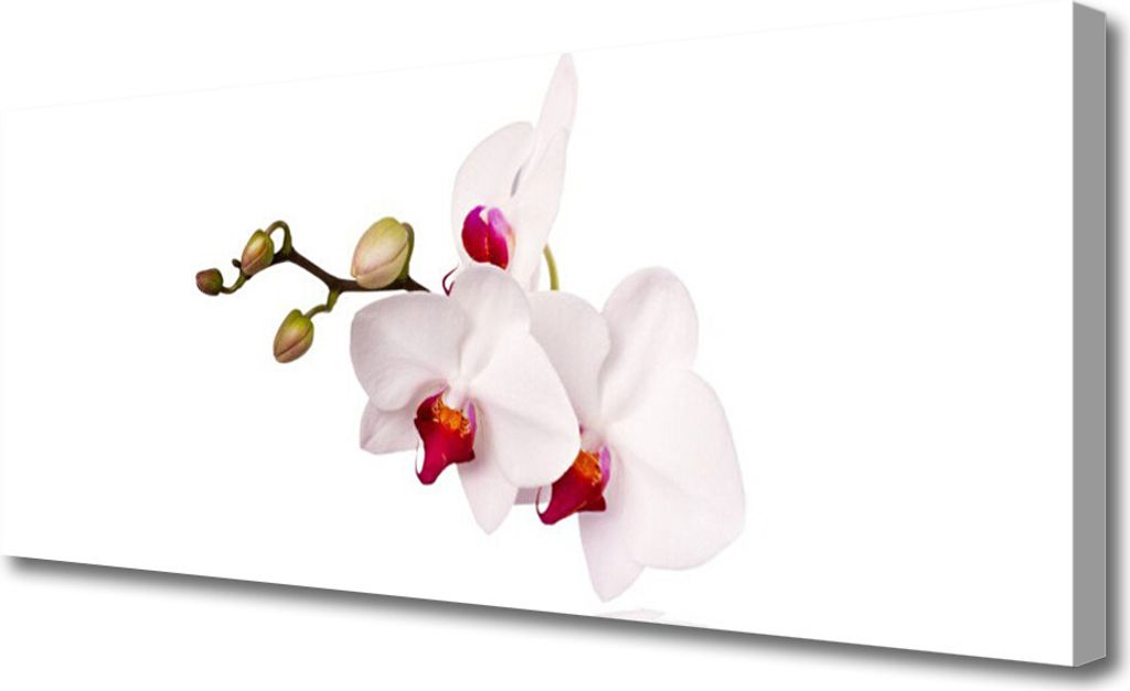 Tulup Leinwand-Bilder 125x50 Wandbild Canvas Kunstdruck Blumen Pflanzen