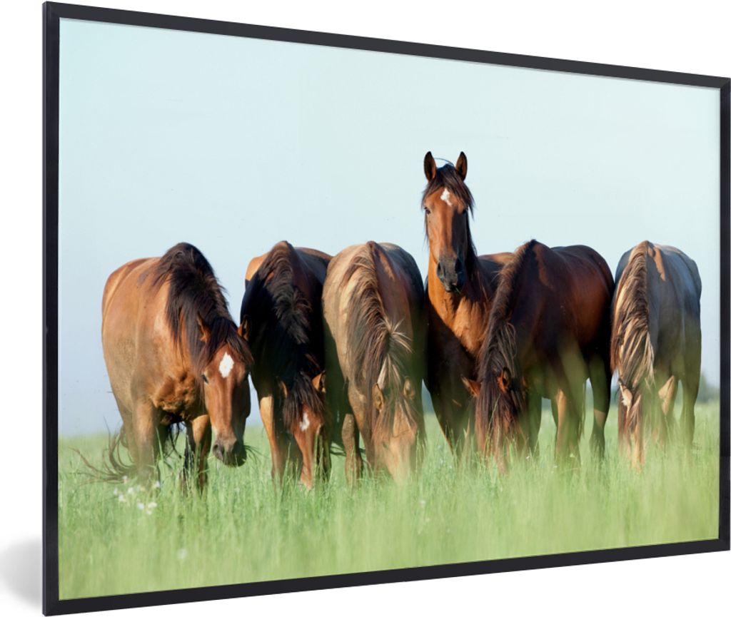 MuchoWow MuchoWow Gerahmtes Poster Pferde - Tiere - Gras - Sommer 30x20 cm - Poster mit zchwarzem Bilderrahmen - Kunstdruck - Bild-Poster