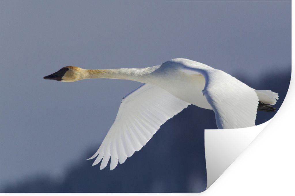 MuchoWow - Wierderverwendbar - Selbstklebend