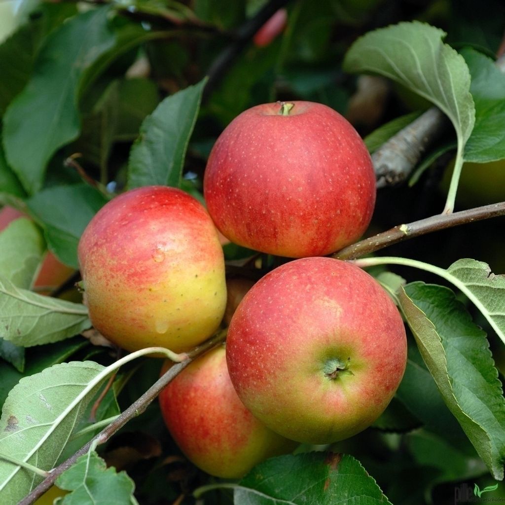Elstar Apfel Apfelbaum Obstbaum kleinbleibend Niedrigstamm Produktbild 1