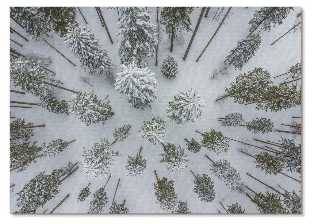 POSTER - 42x29 cm (A3) - TrueArt - Winterwaldfrieden, Minimalismus, Natürlichkeit - Wandbild für Wohnzimmer Schlafzimmer & Flur, Modernes Poster ...