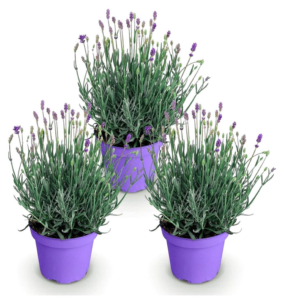 GreenboutiQ - Gartenpflanze - Lavandula angustifolia Munstead - Lavendel - Winterhart - Lila - 3 Pflanzen - Topf 12cm - Höhe 15-25cm