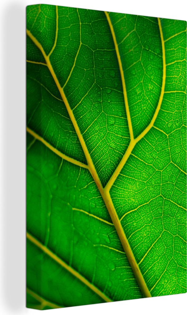 OneMillionCanvasses - Leinwandbilder - 90x140 cm, Unterseite eines großen grünen Blattes, Wandbilder Kunstdruck Wanddekoration - Wandschmucke -...